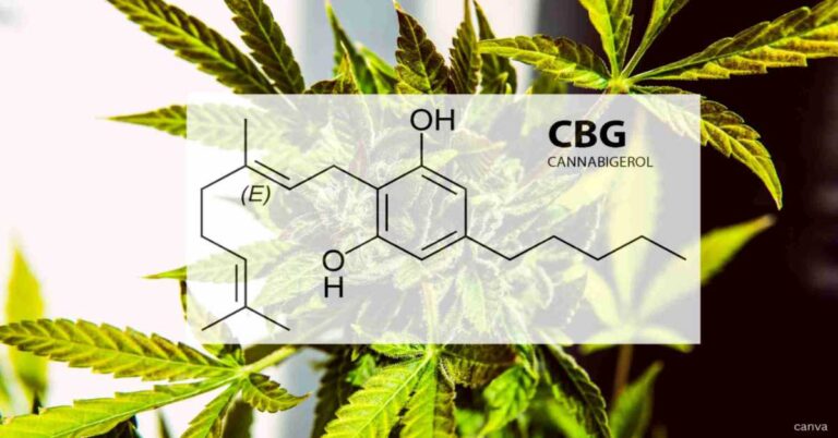 Cannabigerol CBG with hemp in the background.